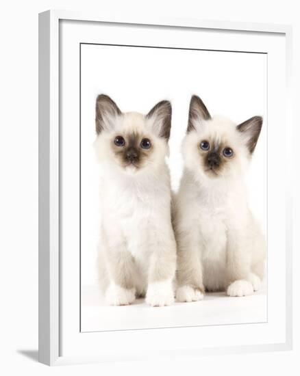 Birman Kittens-null-Framed Photographic Print