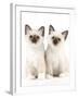Birman Kittens-null-Framed Photographic Print