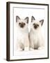 Birman Kittens-null-Framed Photographic Print