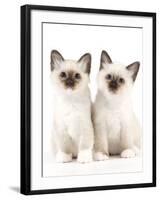 Birman Kittens-null-Framed Photographic Print