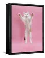Birman X Ragdoll Kitten, Willow, 3 Months, Reaching Out-Mark Taylor-Framed Stretched Canvas