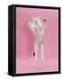 Birman X Ragdoll Kitten, Willow, 3 Months, Reaching Out-Mark Taylor-Framed Stretched Canvas