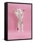 Birman X Ragdoll Kitten, Willow, 3 Months, Reaching Out-Mark Taylor-Framed Stretched Canvas