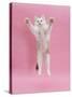 Birman X Ragdoll Kitten, Willow, 3 Months, Reaching Out-Mark Taylor-Stretched Canvas