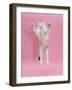 Birman X Ragdoll Kitten, Willow, 3 Months, Reaching Out-Mark Taylor-Framed Photographic Print