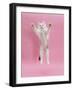 Birman X Ragdoll Kitten, Willow, 3 Months, Reaching Out-Mark Taylor-Framed Photographic Print