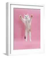 Birman X Ragdoll Kitten, Willow, 3 Months, Reaching Out-Mark Taylor-Framed Photographic Print