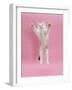 Birman X Ragdoll Kitten, Willow, 3 Months, Reaching Out-Mark Taylor-Framed Photographic Print