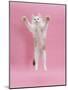 Birman X Ragdoll Kitten, Willow, 3 Months, Reaching Out-Mark Taylor-Mounted Photographic Print