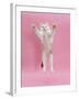 Birman X Ragdoll Kitten, Willow, 3 Months, Reaching Out-Mark Taylor-Framed Photographic Print