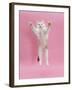 Birman X Ragdoll Kitten, Willow, 3 Months, Reaching Out-Mark Taylor-Framed Photographic Print