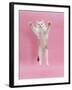 Birman X Ragdoll Kitten, Willow, 3 Months, Reaching Out-Mark Taylor-Framed Photographic Print