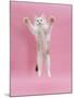 Birman X Ragdoll Kitten, Willow, 3 Months, Reaching Out-Mark Taylor-Mounted Photographic Print