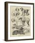 Birmingham Show, Prize Dogs-Harrison William Weir-Framed Giclee Print