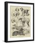 Birmingham Show, Prize Dogs-Harrison William Weir-Framed Giclee Print