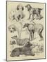 Birmingham Show, Prize Dogs-Harrison William Weir-Mounted Giclee Print