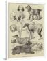 Birmingham Show, Prize Dogs-Harrison William Weir-Framed Giclee Print