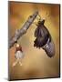 Birth of a Swallowtail-Jimmy Hoffman-Mounted Photographic Print