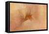 Birth of the Peach Iris-Jai Johnson-Framed Stretched Canvas