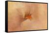 Birth of the Peach Iris-Jai Johnson-Framed Stretched Canvas