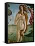 Birth of Venus (Detail of Venus), 1486, Tempera on Canvas-Sandro Botticelli-Framed Stretched Canvas