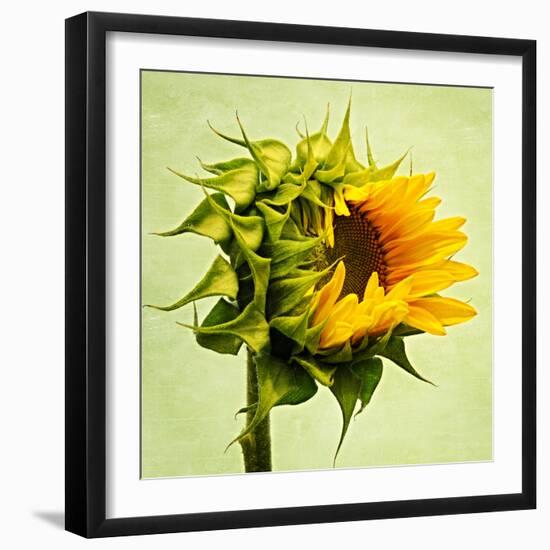 Birth-Philippe Sainte-Laudy-Framed Premium Photographic Print