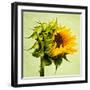 Birth-Philippe Sainte-Laudy-Framed Premium Photographic Print