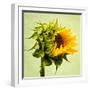 Birth-Philippe Sainte-Laudy-Framed Premium Photographic Print