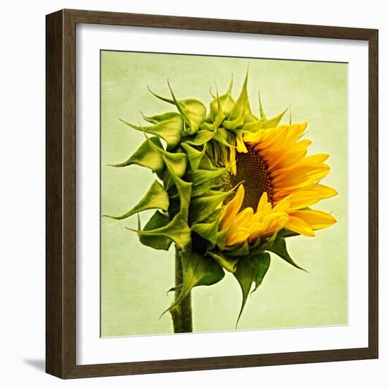 Birth-Philippe Sainte-Laudy-Framed Photographic Print