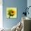 Birth-Philippe Sainte-Laudy-Photographic Print displayed on a wall