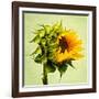 Birth-Philippe Sainte-Laudy-Framed Photographic Print