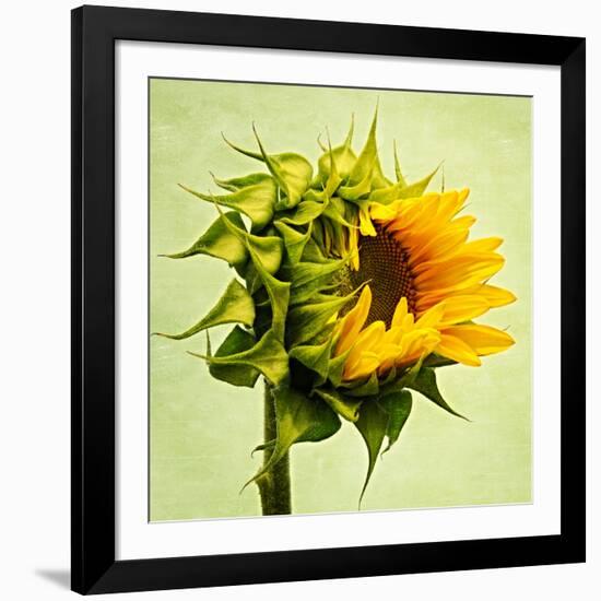 Birth-Philippe Sainte-Laudy-Framed Photographic Print