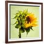 Birth-Philippe Sainte-Laudy-Framed Photographic Print