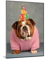 Birthday Dog On Blue-Willee Cole-Mounted Photographic Print