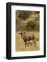 Bisea Oryx-MaryAnn McDonald-Framed Photographic Print