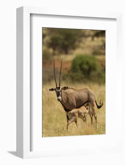 Bisea Oryx-MaryAnn McDonald-Framed Photographic Print