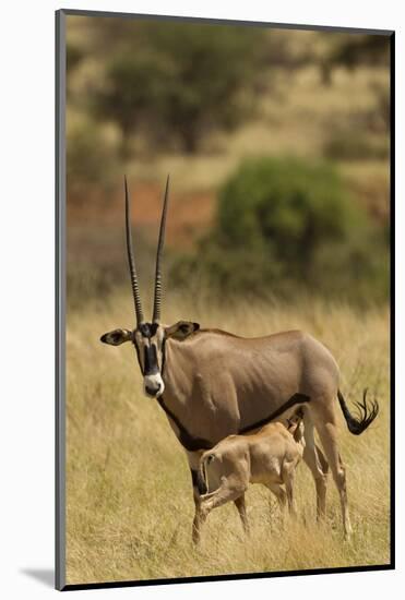 Bisea Oryx-MaryAnn McDonald-Mounted Photographic Print