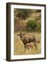 Bisea Oryx-MaryAnn McDonald-Framed Photographic Print