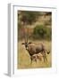 Bisea Oryx-MaryAnn McDonald-Framed Photographic Print
