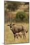 Bisea Oryx-MaryAnn McDonald-Mounted Photographic Print