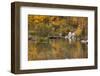 Bishop Creek. Outlet and Fall Color Below Sabrina Lake-Michael Qualls-Framed Photographic Print