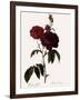 Bishop Rose-Pierre Joseph Redoute-Framed Giclee Print