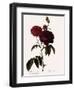 Bishop Rose-Pierre Joseph Redoute-Framed Giclee Print