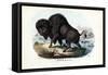 Bison, 1863-79-Raimundo Petraroja-Framed Stretched Canvas