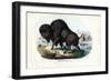 Bison, 1863-79-Raimundo Petraroja-Framed Giclee Print