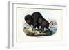 Bison, 1863-79-Raimundo Petraroja-Framed Giclee Print