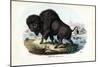 Bison, 1863-79-Raimundo Petraroja-Mounted Giclee Print