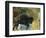 Bison 1-Sokol-Hohne-Framed Art Print