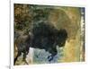 Bison 1-Sokol-Hohne-Framed Art Print