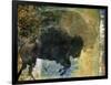 Bison 1-Sokol-Hohne-Framed Art Print